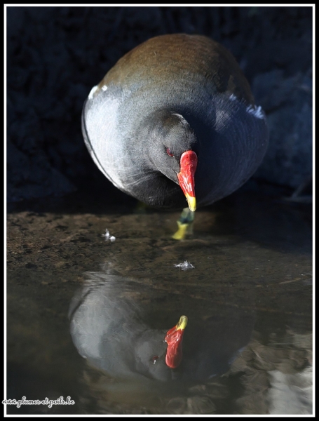 Gallinule poule d'eau
