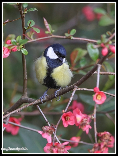 Mésange charbonnière