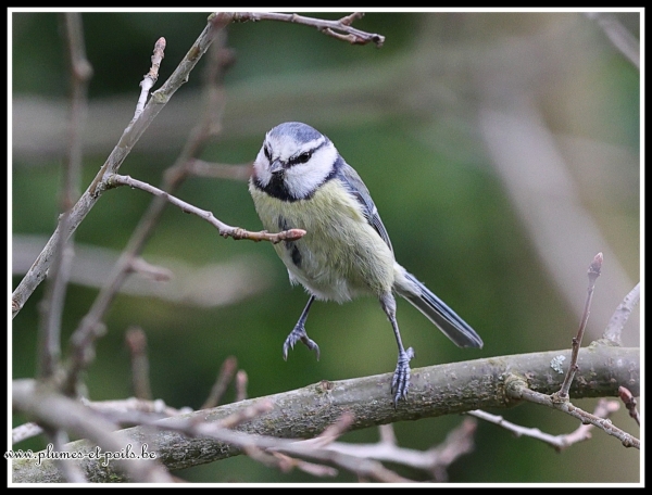 mésange bleue