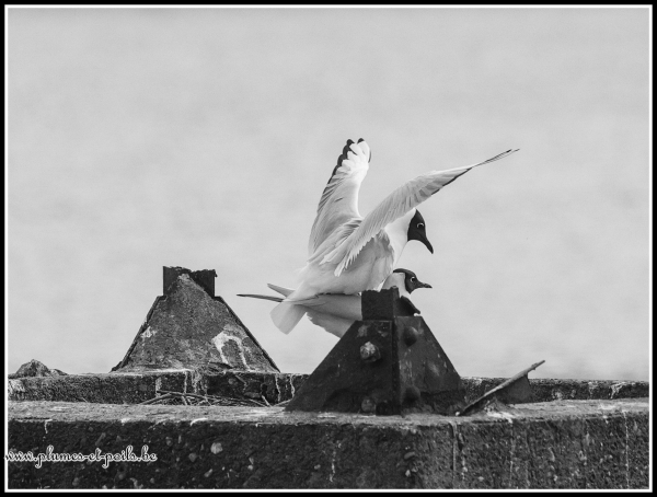 Mouette rieuse