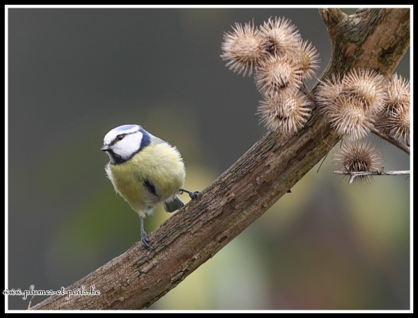 mésange bleue