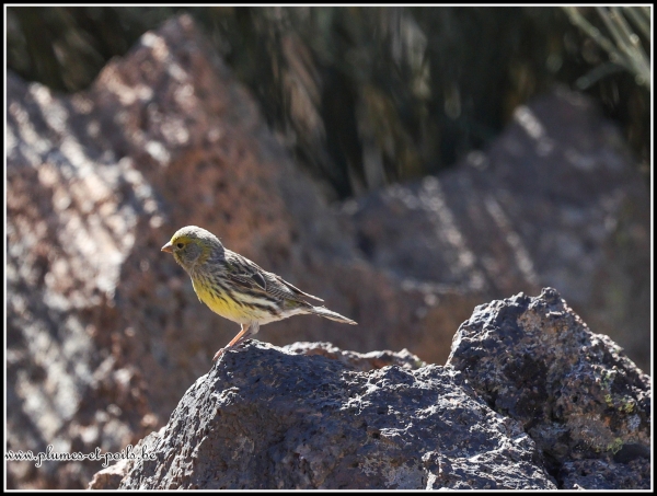 Serin des Canaries (Tenerife)
