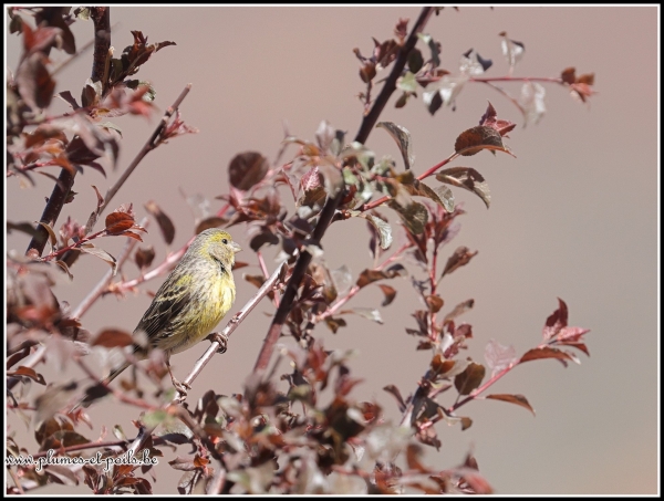 Serin des Canaries (Tenerife)