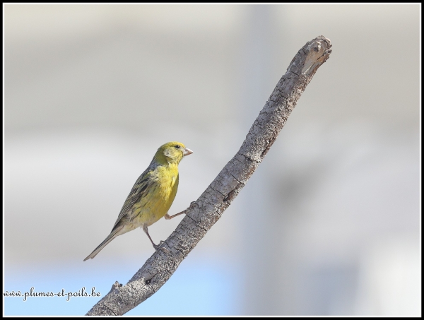Serin des Canaries (Tenerife)
