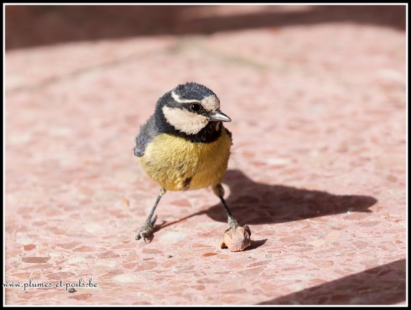 Mésange de Tenerife