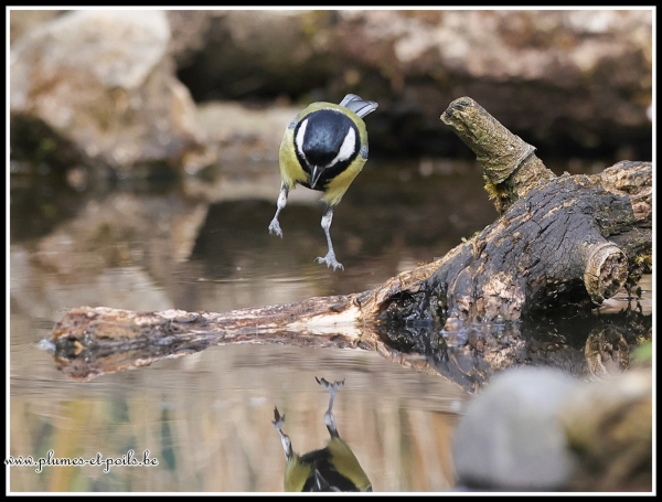Mésange charbonnière