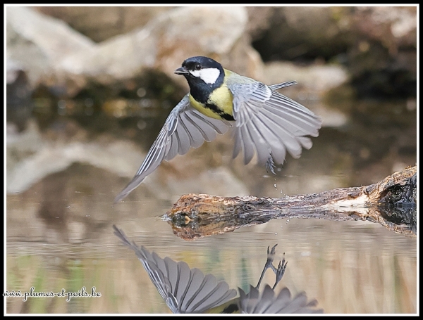 Mésange charbonnière