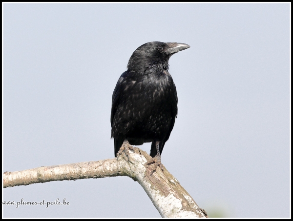 Corneille noire