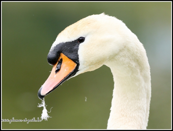 Cygne tuberculé