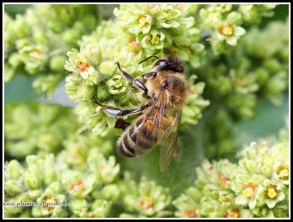 Abeille mellifère