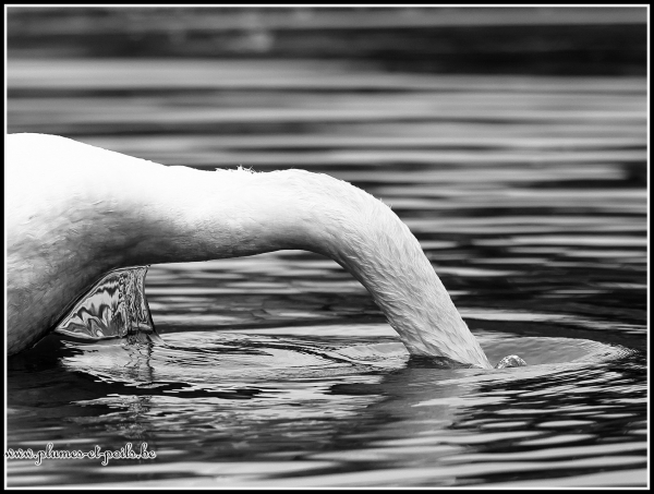 Cygne tuberculé
