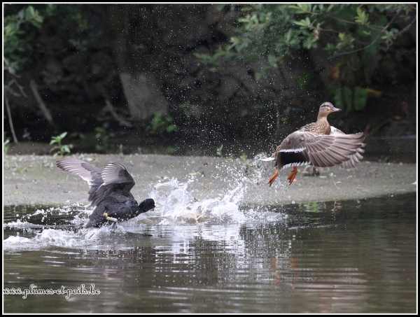 Canard colvert