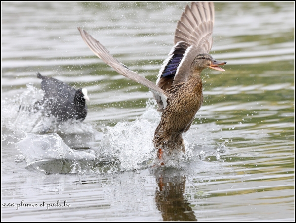 Canard colvert