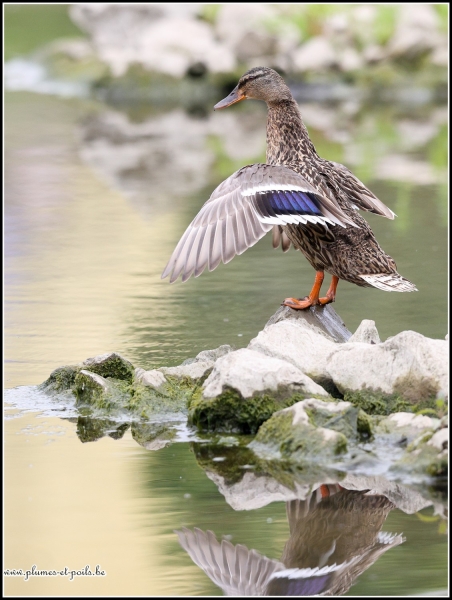 Canard colvert