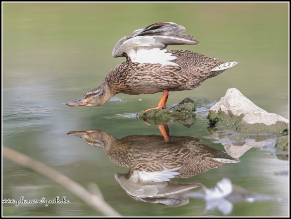 Canard colvert