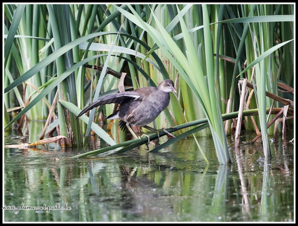 Gallinule poule d'eau