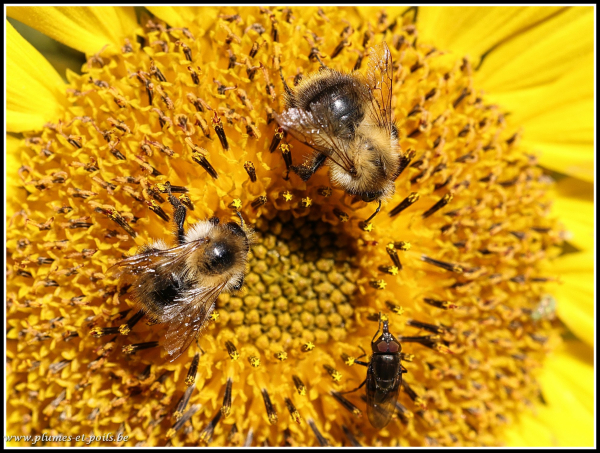 Bourdon des champs