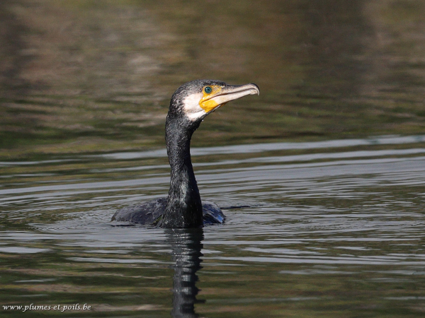 Grand cormoran