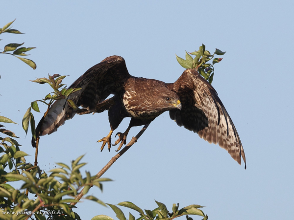 Buse variable