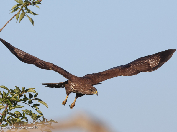 Buse variable