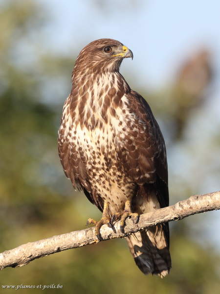 Buse variable
