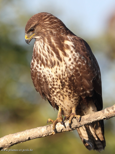 Buse variable