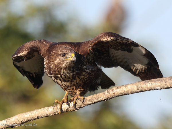 Buse variable