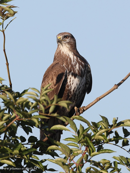 Buse variable