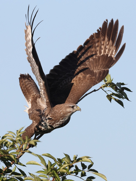 Buse variable