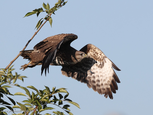 Buse variable