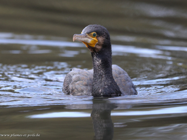 Grand cormoran
