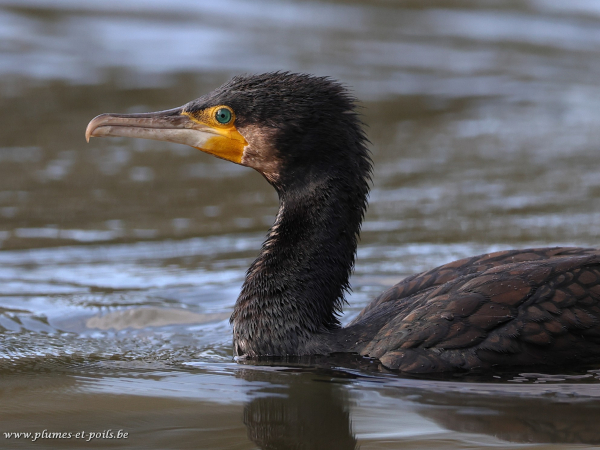 Grand cormoran