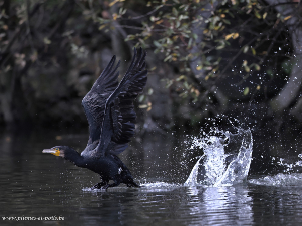 Grand cormoran
