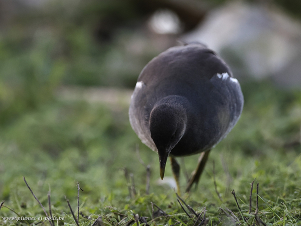 Gallinule poule d'eau