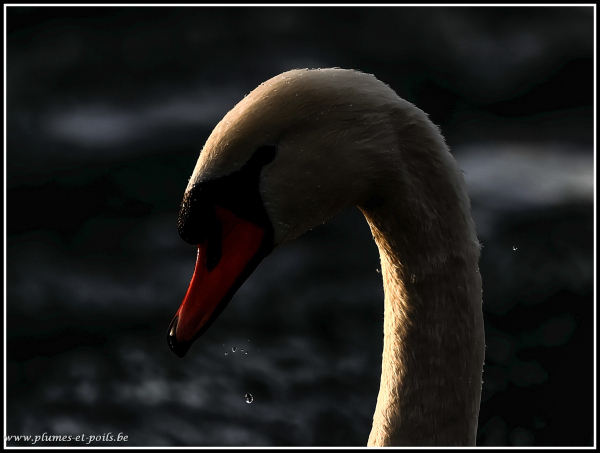 Cygne tuberculé