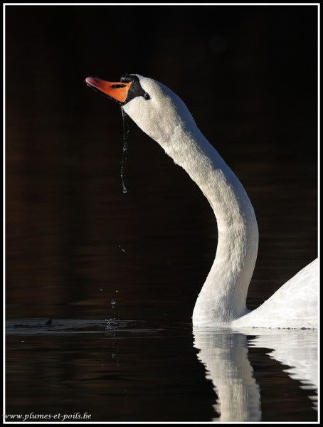 Cygne tuberculé