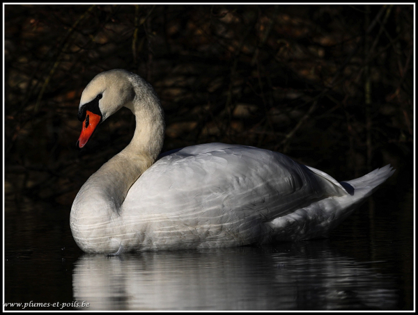 Cygne tuberculé