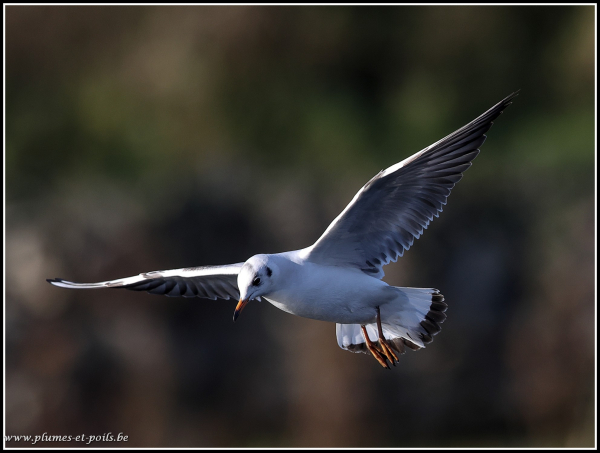 Mouette rieuse