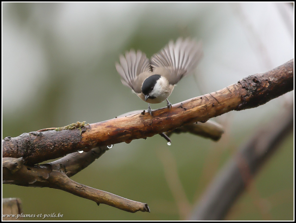 Mésange nonnette