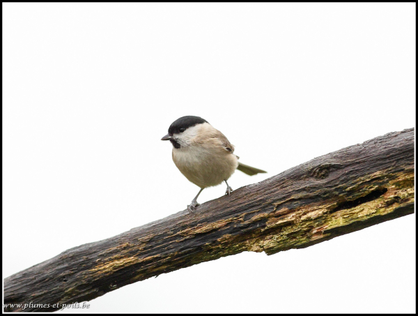 Mésange nonnette