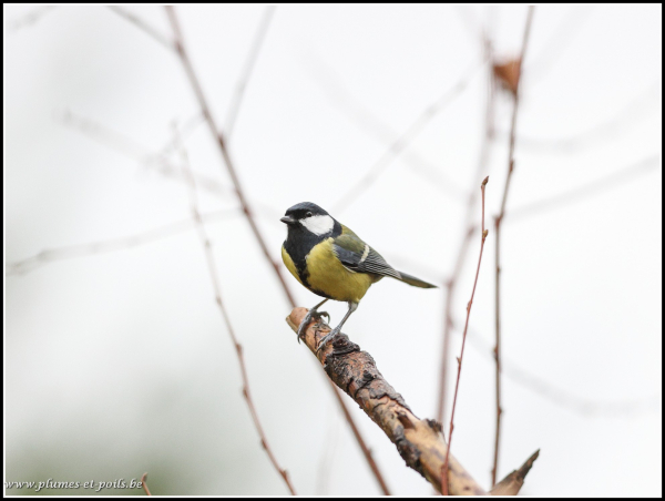 Mésange charbonnière