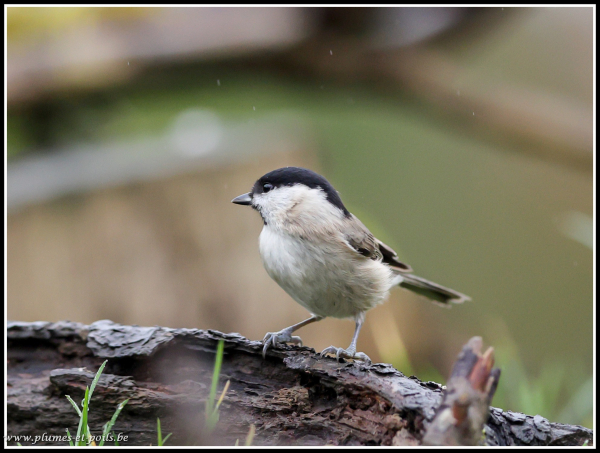 Mésange nonnette