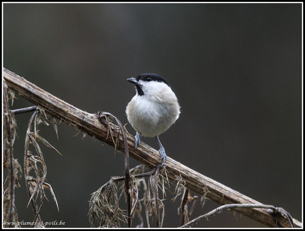 Mésange nonnette