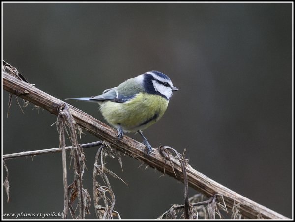 mésange bleue