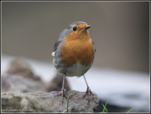 Rouge-gorge