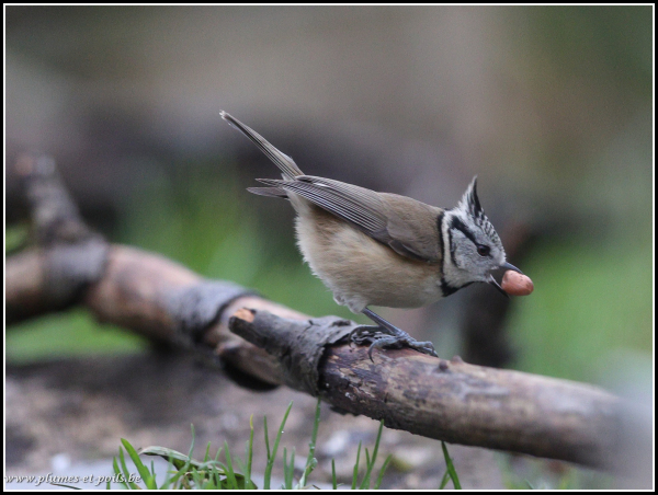 Mésange huppée
