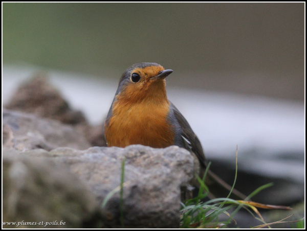 Rouge-gorge