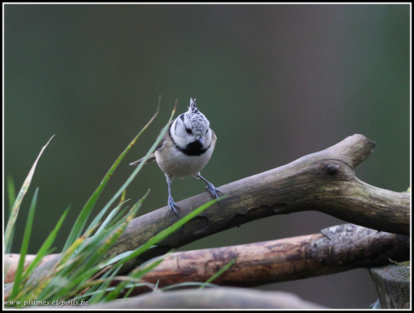 Mésange huppée