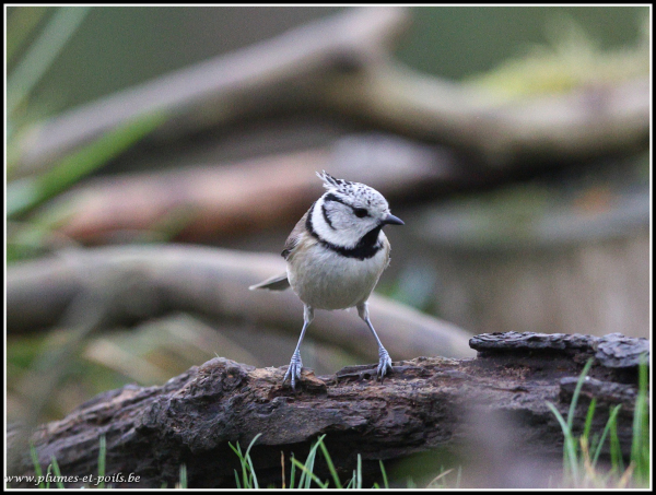 Mésange huppée