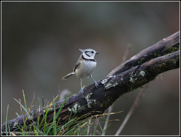 Mésange huppée